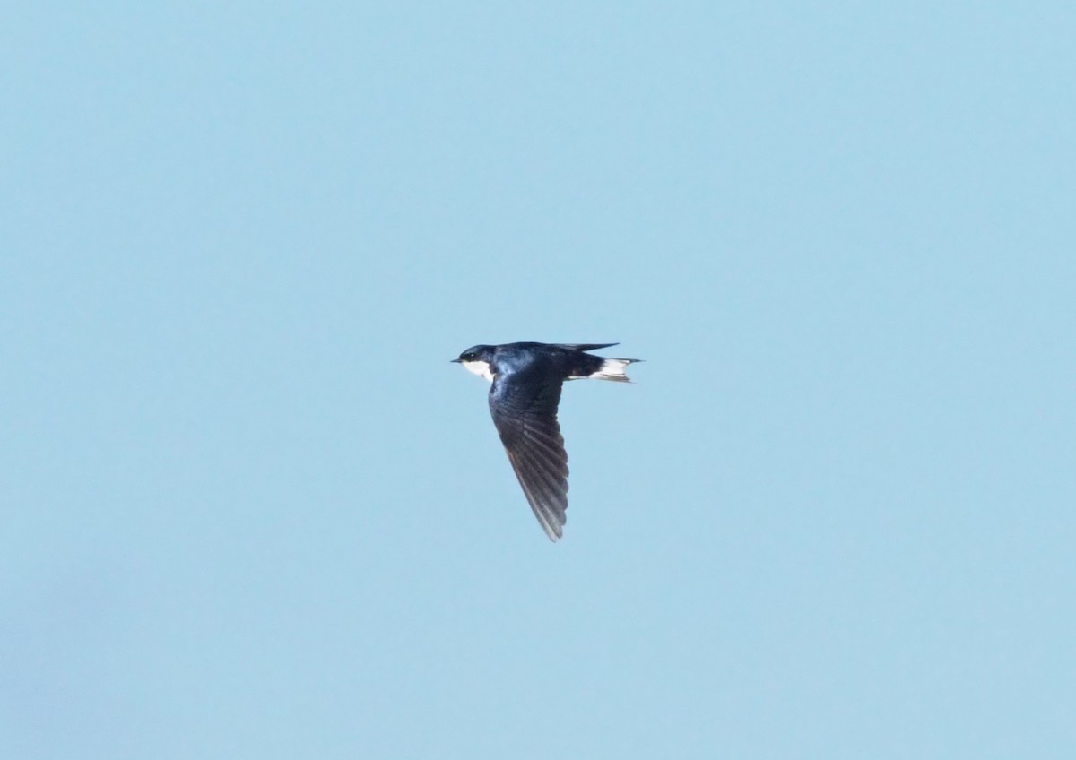 White-tailed Swallow - ML270822731