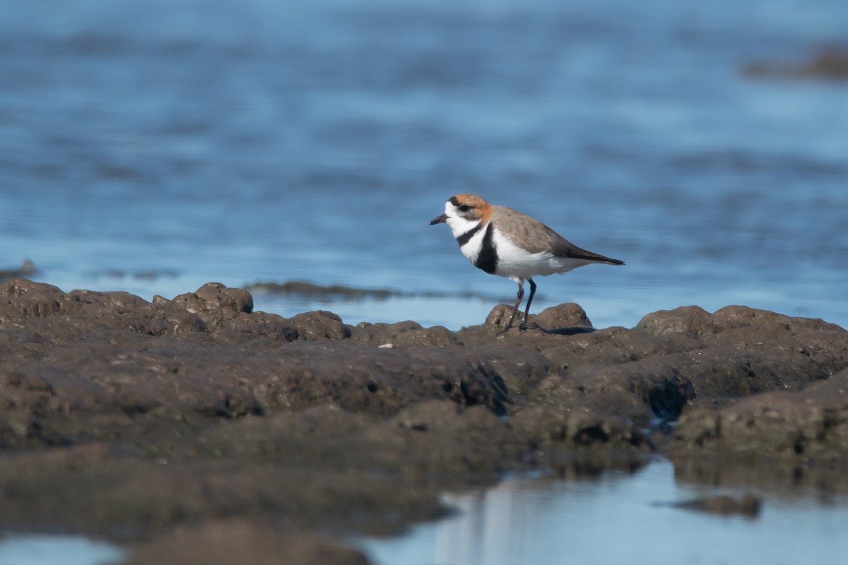 Two-banded Plover - ML270823331