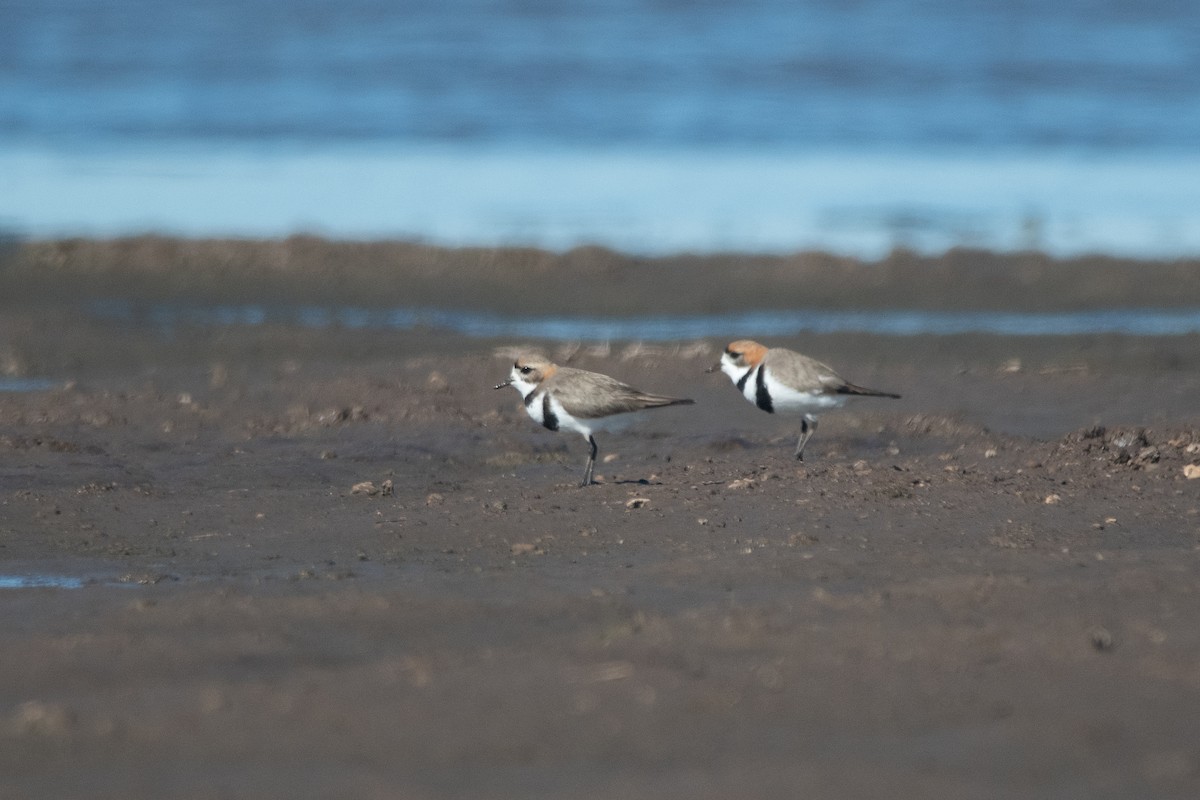 Two-banded Plover - ML270823421