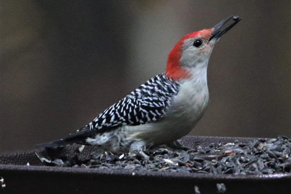 Red-bellied Woodpecker - ML270824211