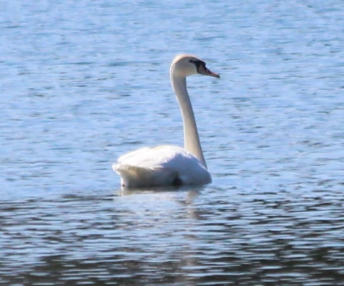 Mute Swan - kevin dougherty