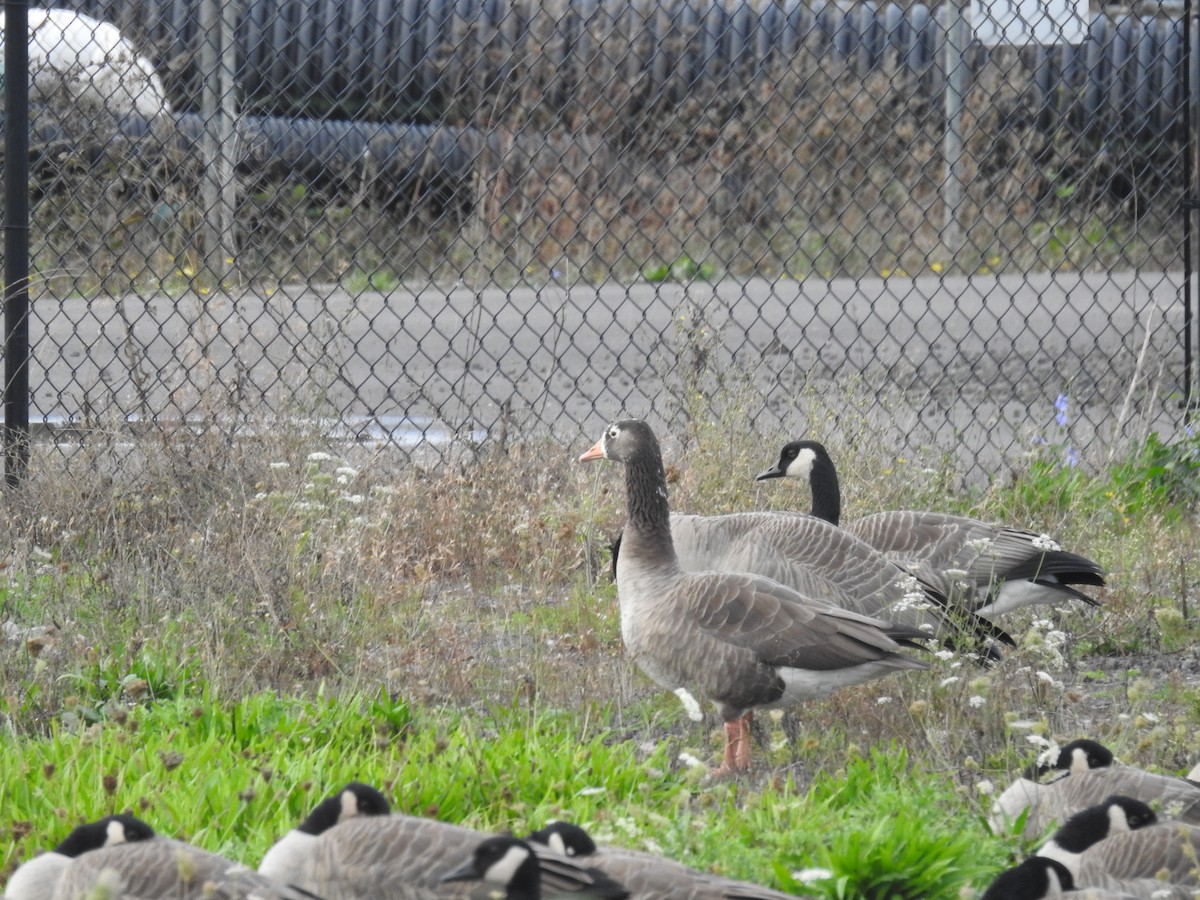 Greater White-fronted Goose - ML270827021