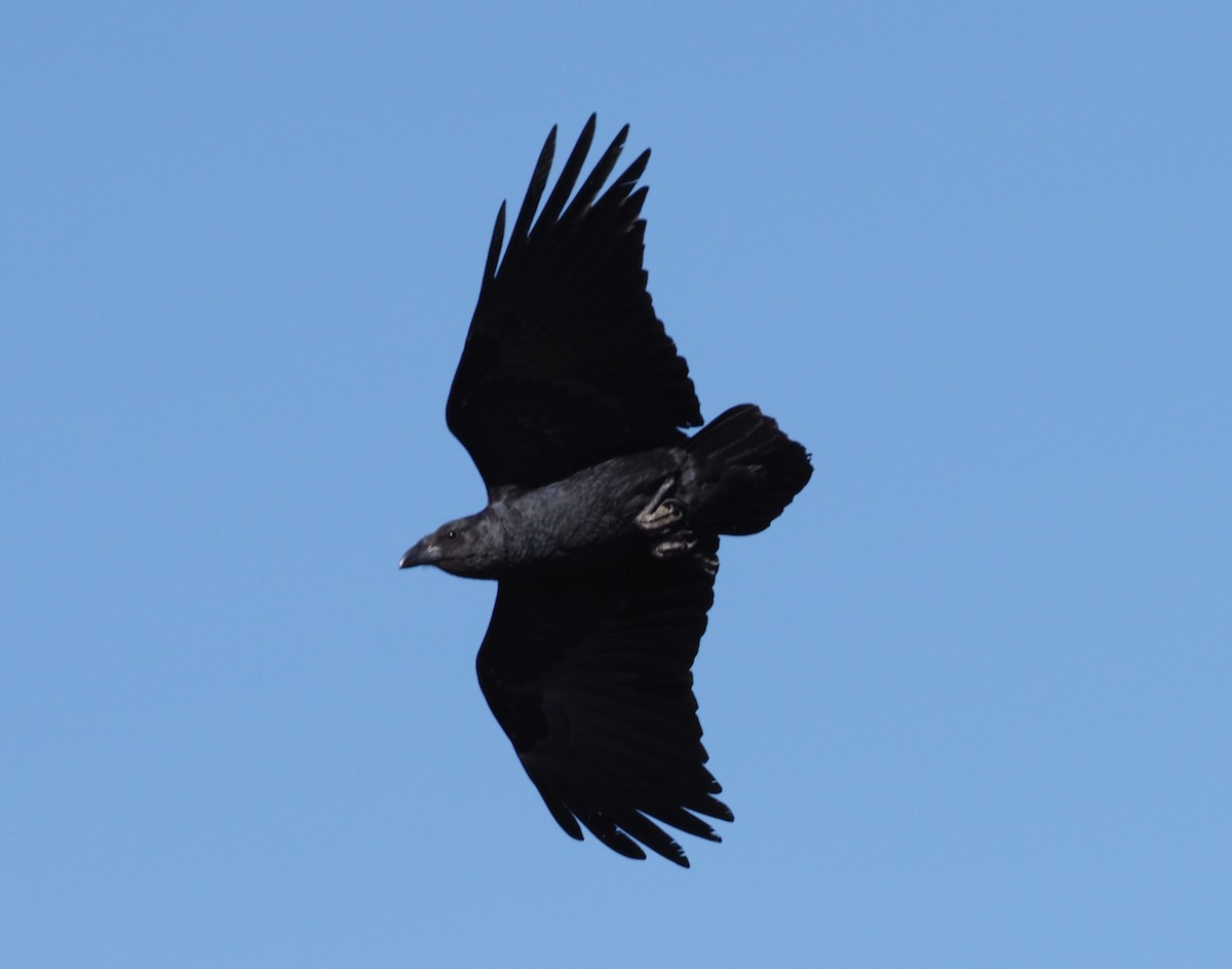 Fan-tailed Raven - ML270827061