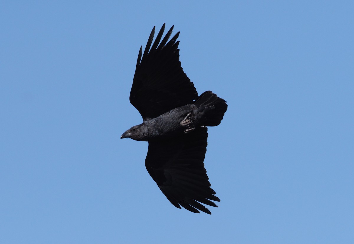 Fan-tailed Raven - ML270827141