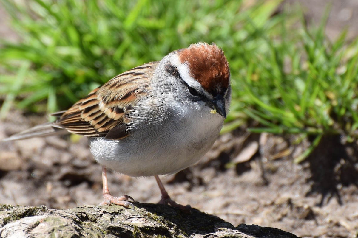 Chipping Sparrow - ML27082811
