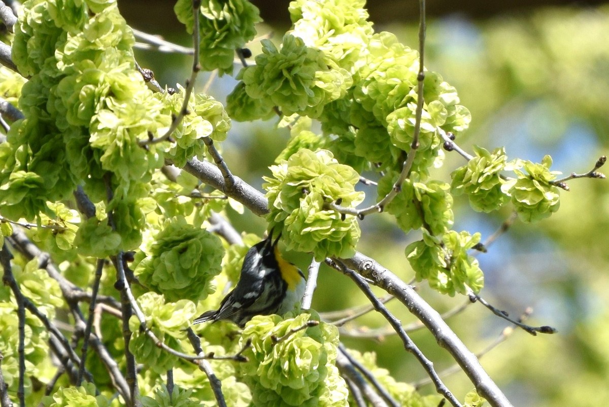 Yellow-throated Warbler - irina shulgina