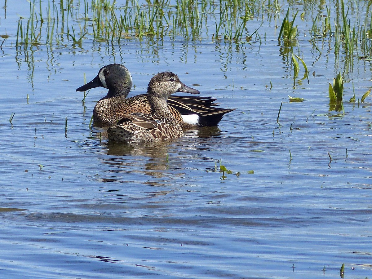 Blue-winged Teal - ML27083061