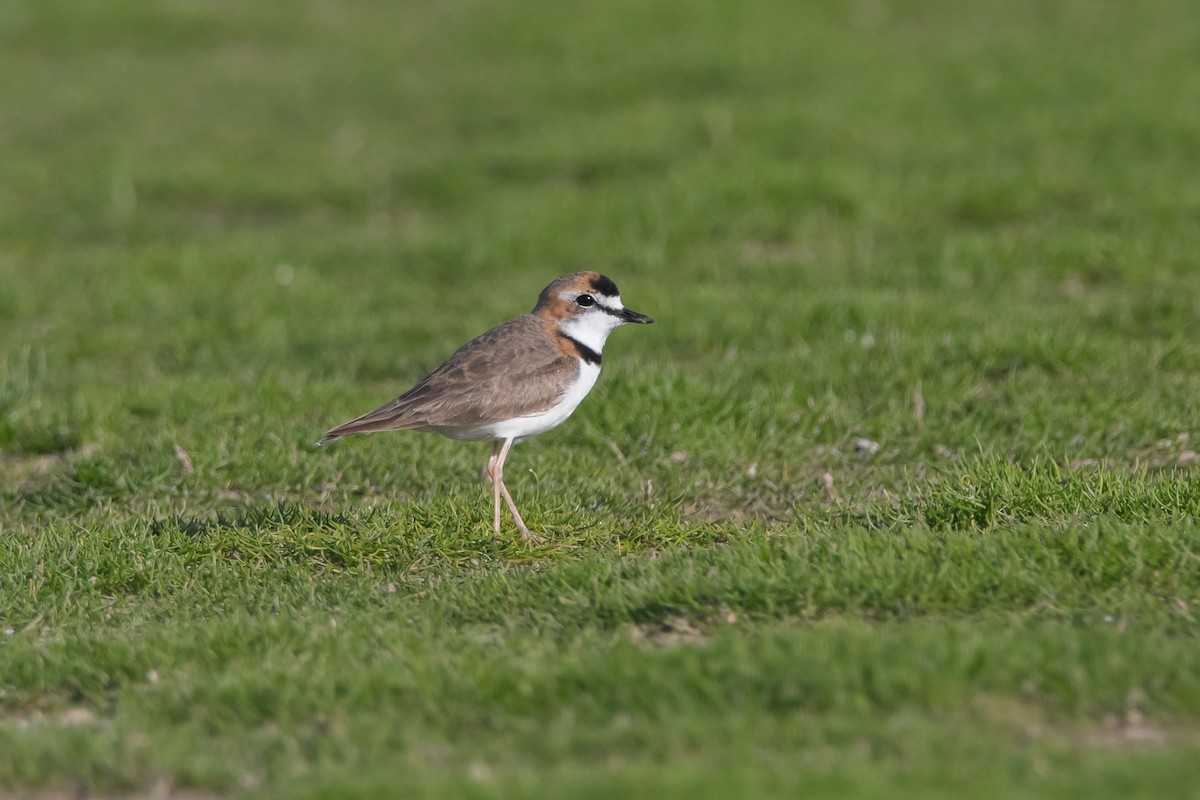 Collared Plover - ML270833121