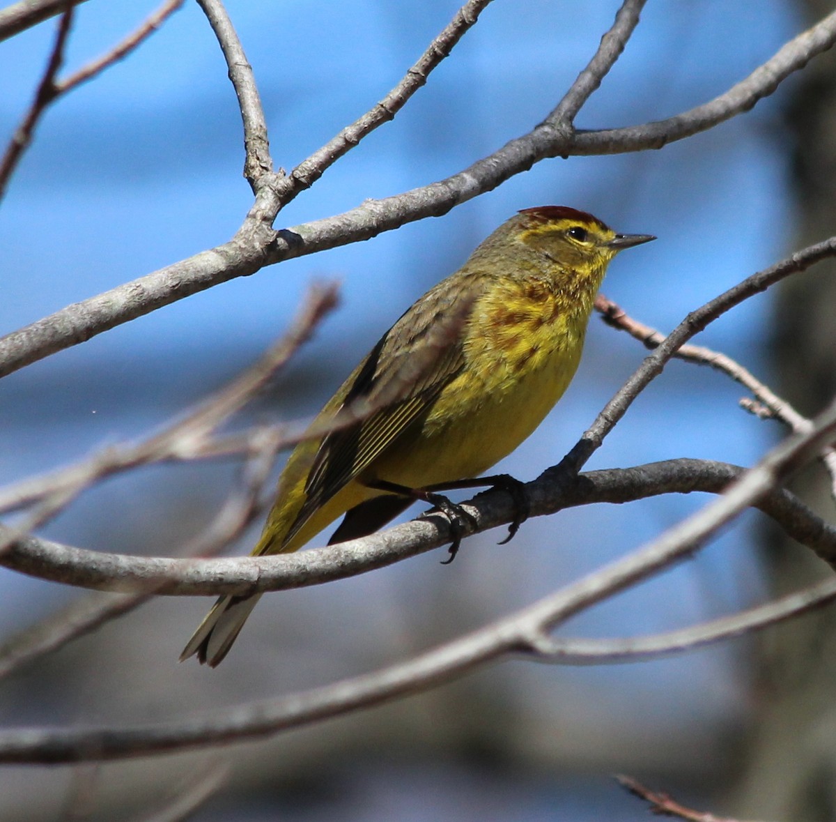 Palm Warbler - kevin dougherty