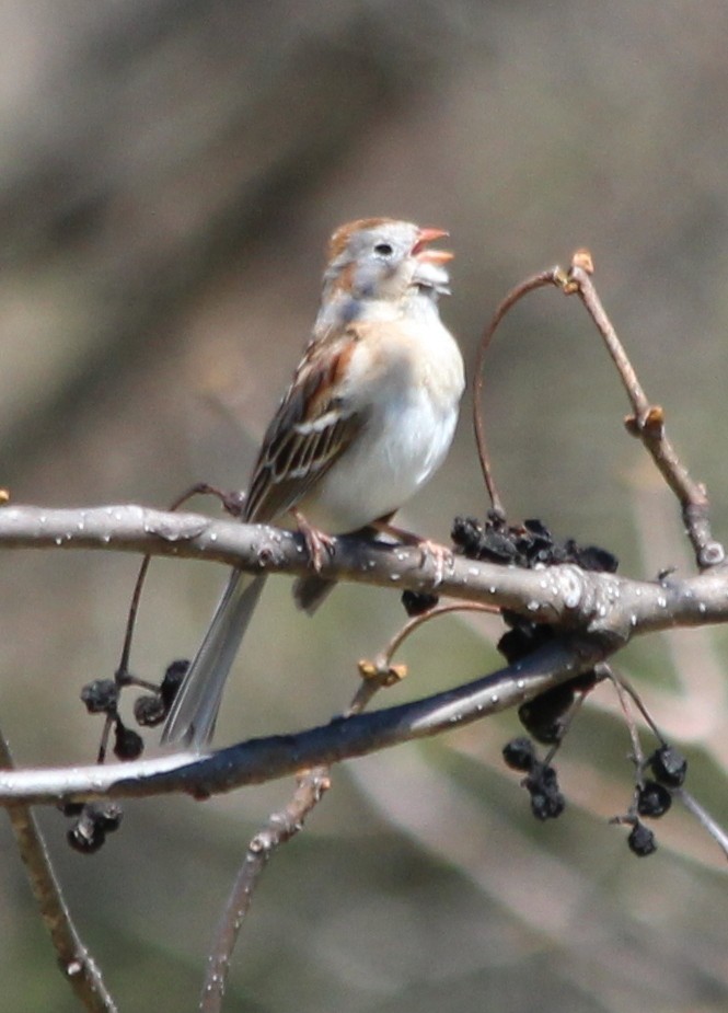 Field Sparrow - ML27083401