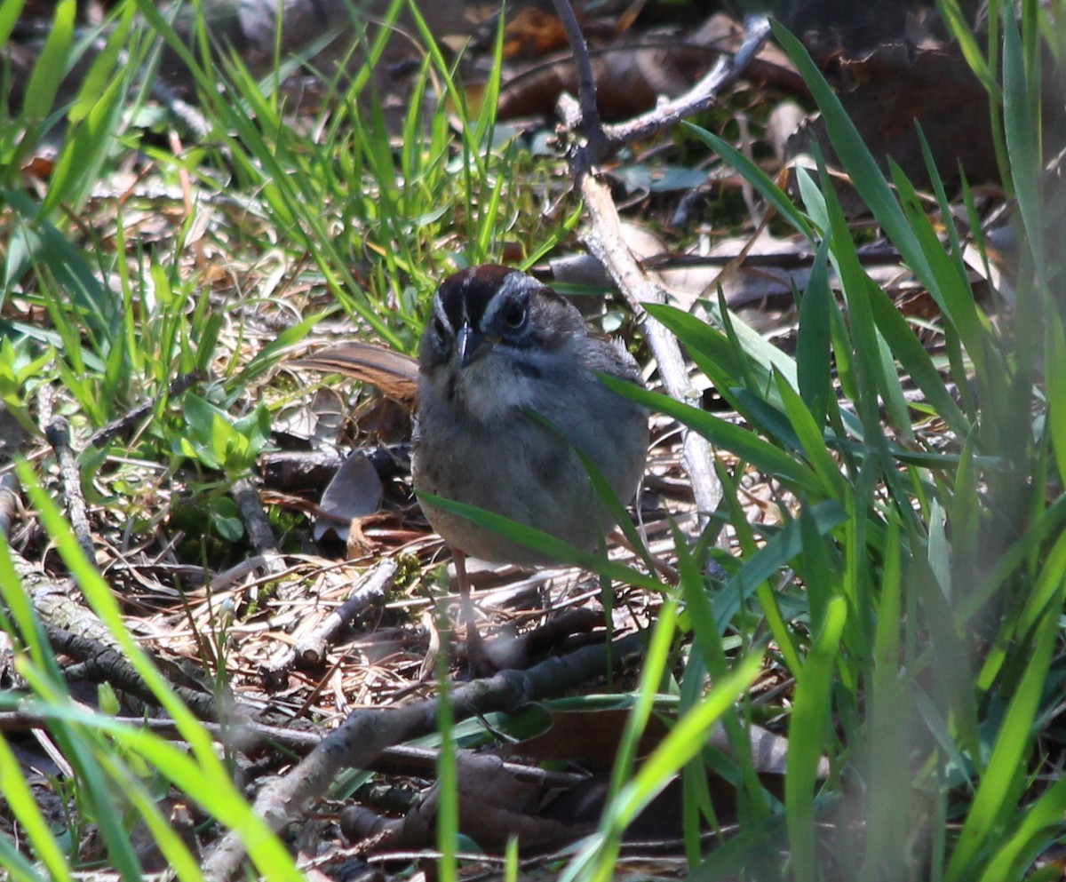 Swamp Sparrow - ML27083481