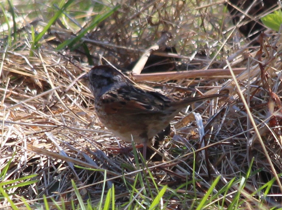 Swamp Sparrow - ML27083501