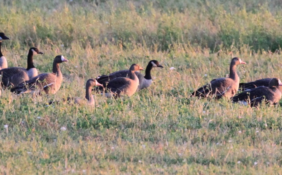 Greater White-fronted Goose - ML270835771