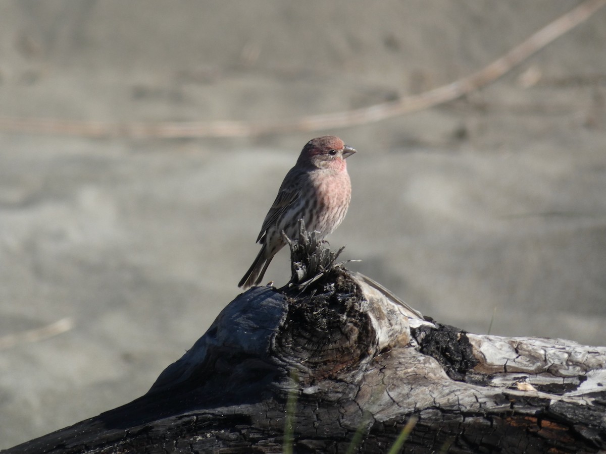 House Finch - Ignatius Frost
