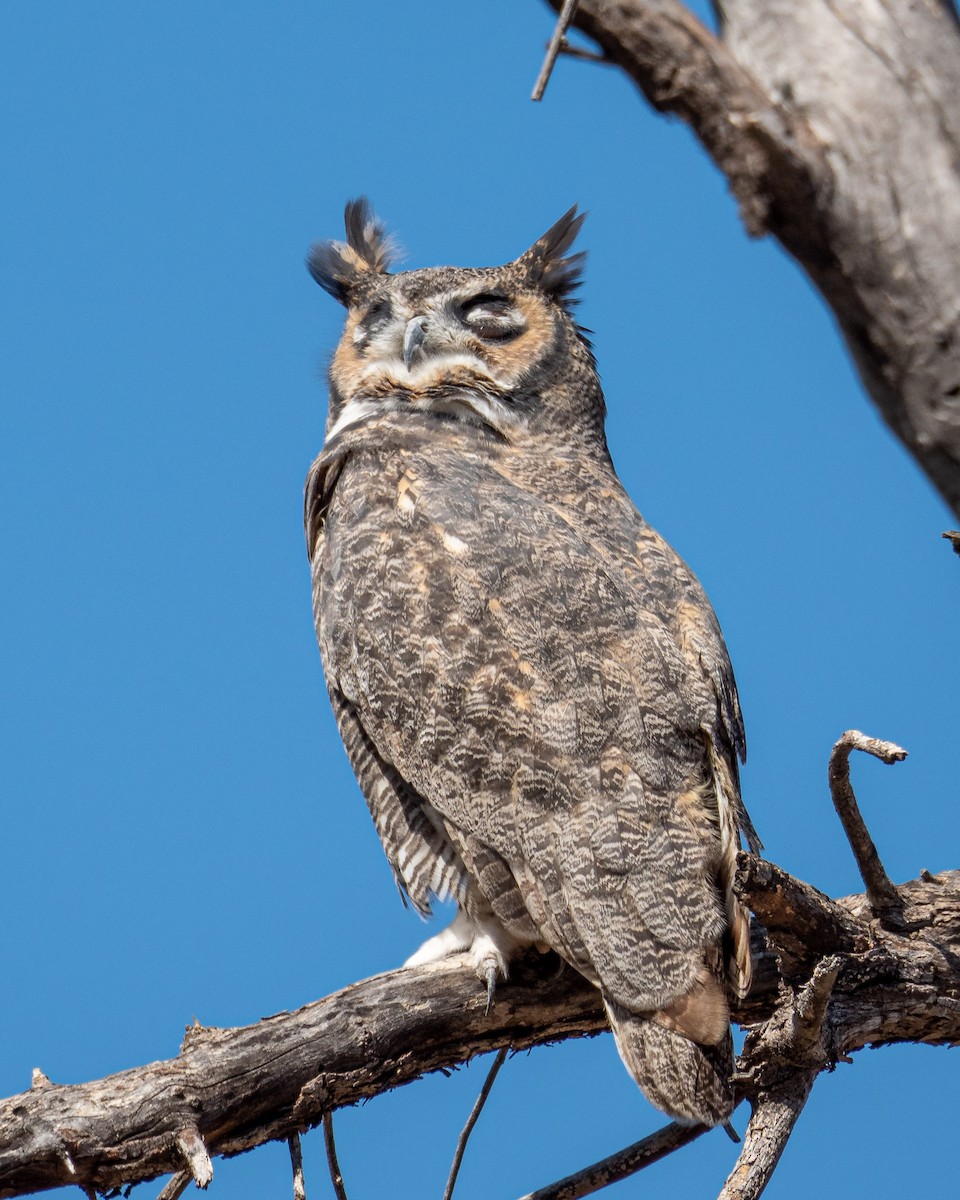 Great Horned Owl - ML270842411
