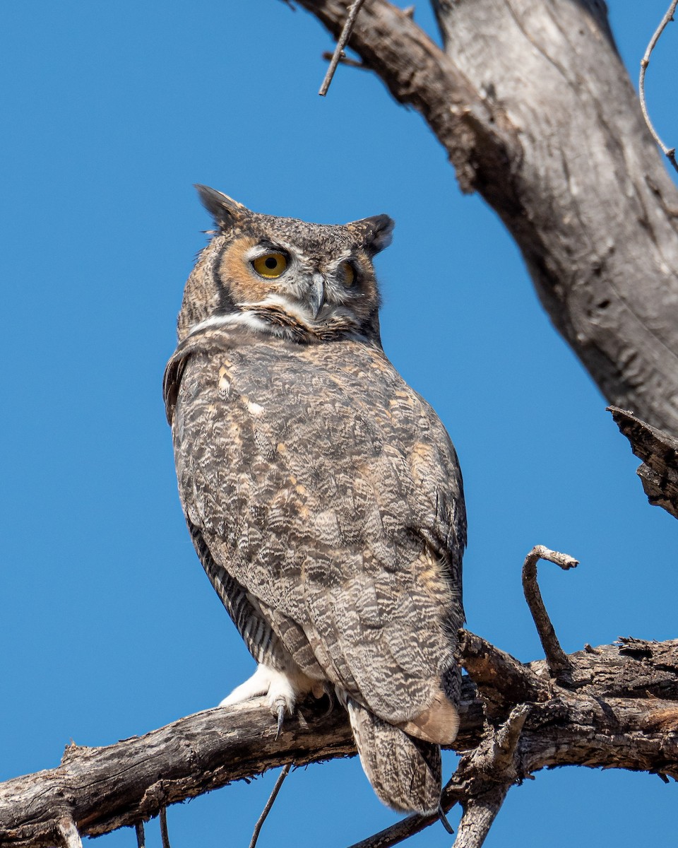 Great Horned Owl - ML270842421