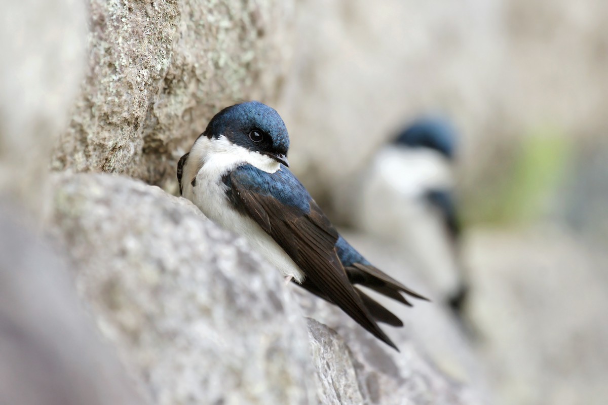 Blue-and-white Swallow - David Irving