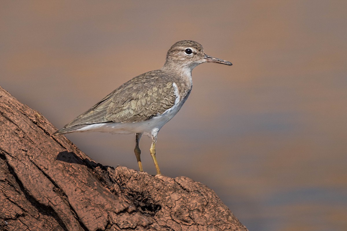 Spotted Sandpiper - Eric Gofreed