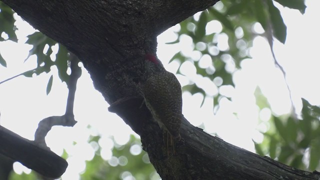 Golden-tailed Woodpecker - ML270862541