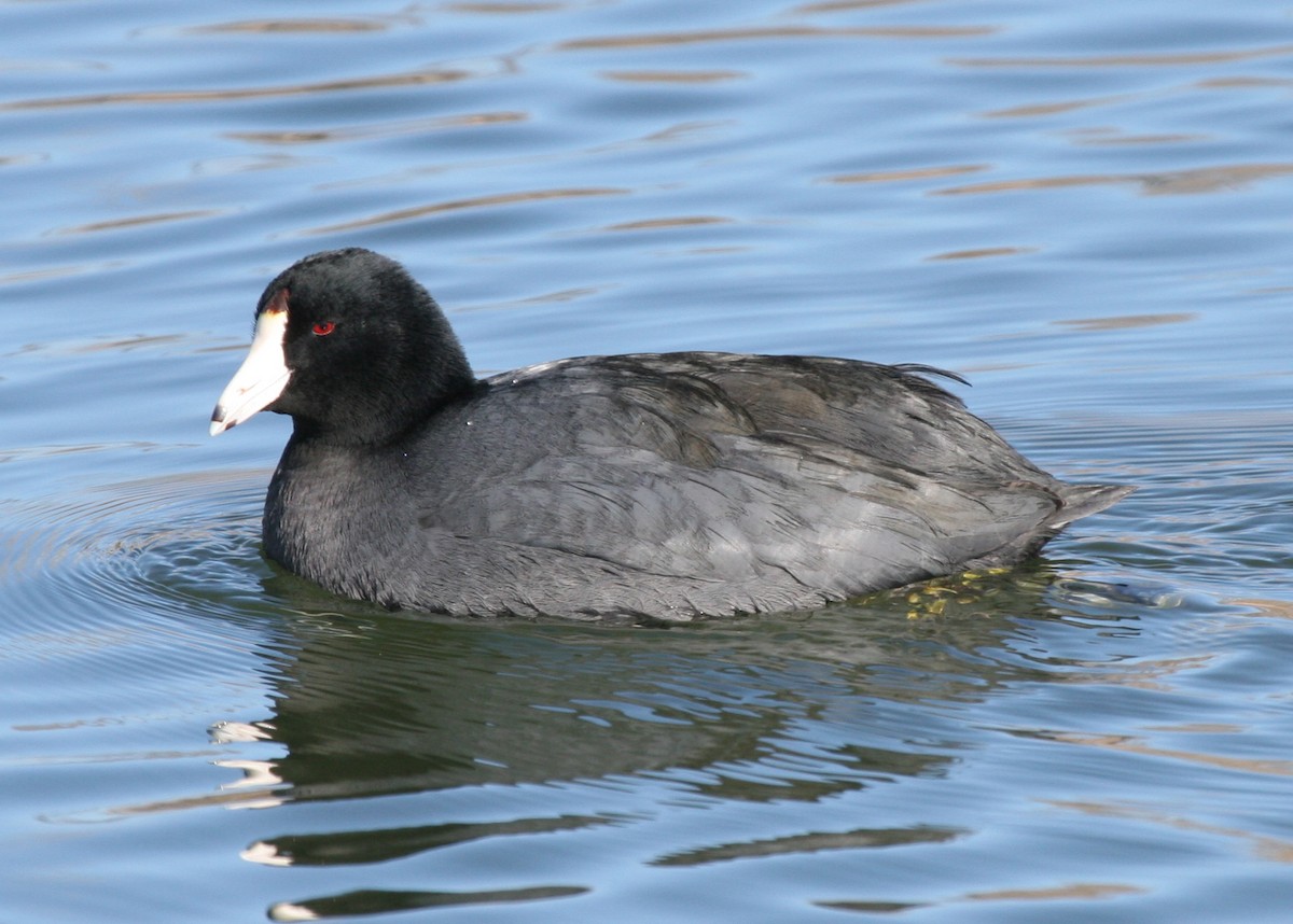 American Coot (Red-shielded) - ML270862611