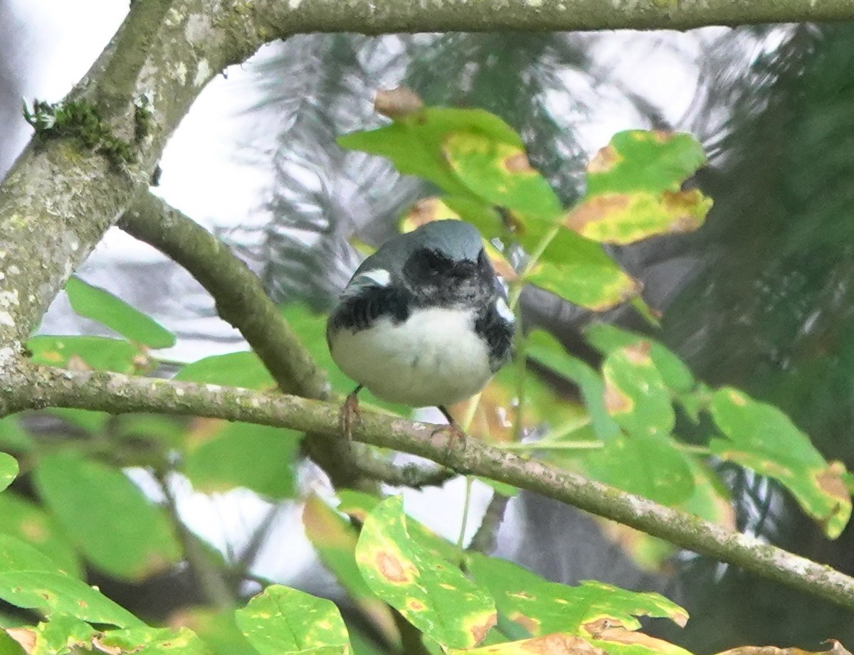 Black-throated Blue Warbler - ML270863061