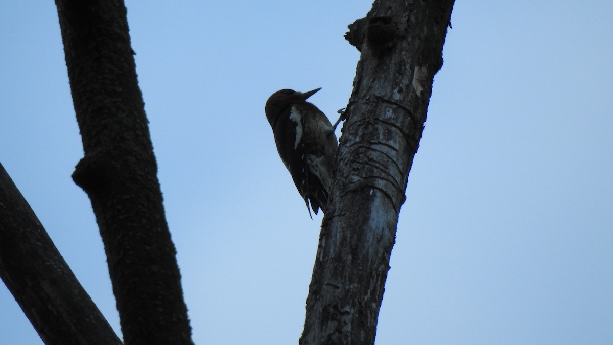 Red-breasted Sapsucker - ML270865571