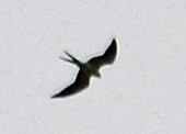Swallow-tailed Kite - Michael J Good