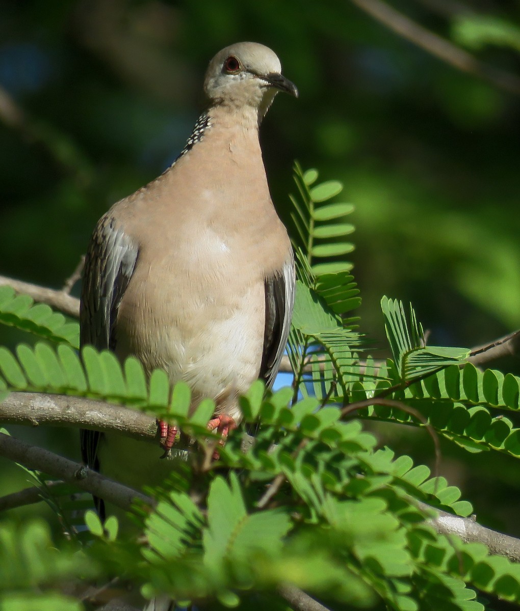 Spotted Dove - ML270868771