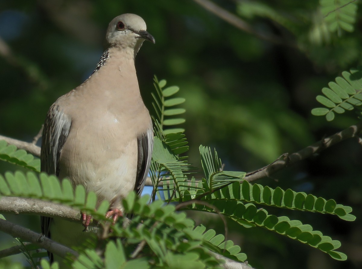 Spotted Dove - ML270868801
