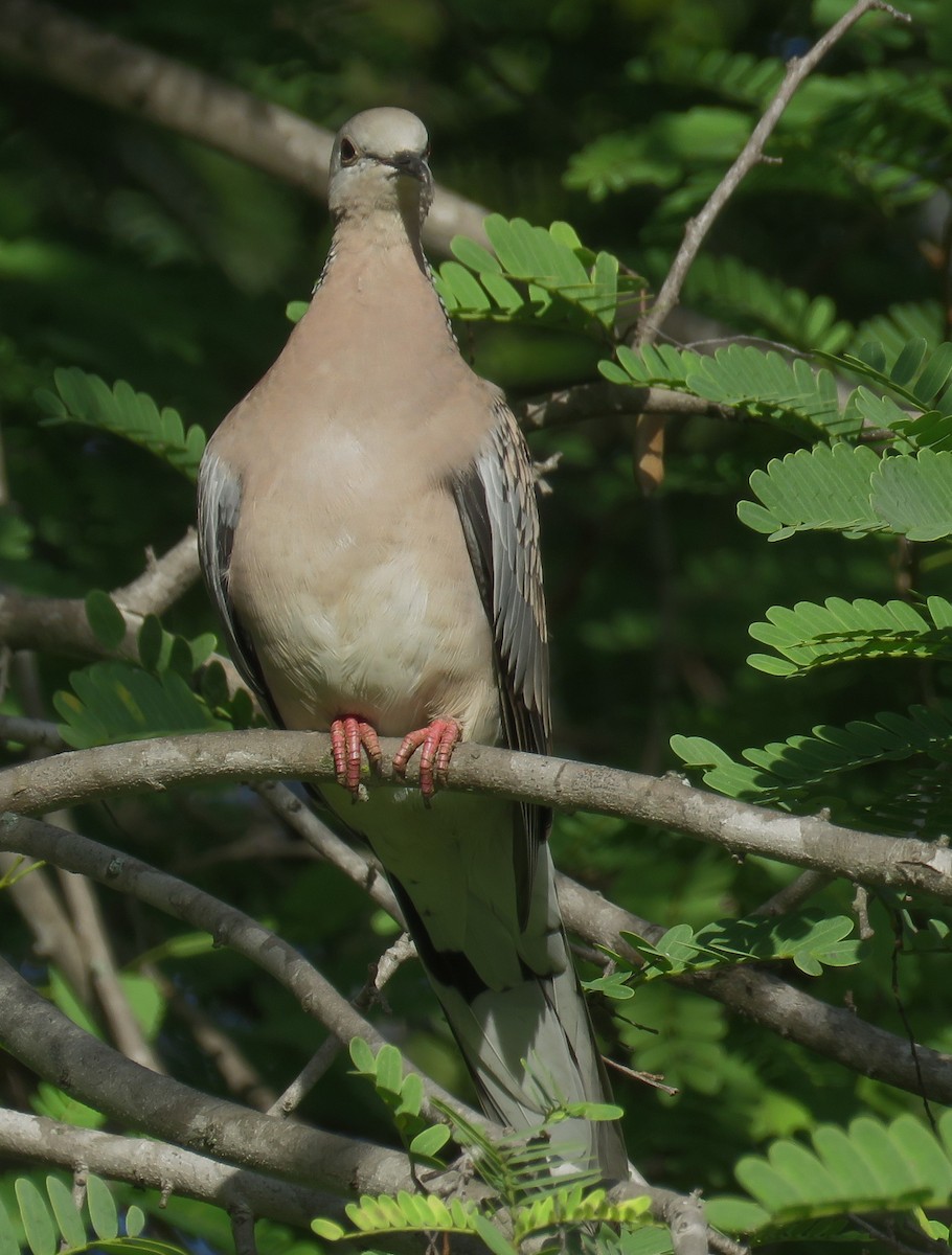 Spotted Dove - ML270868821