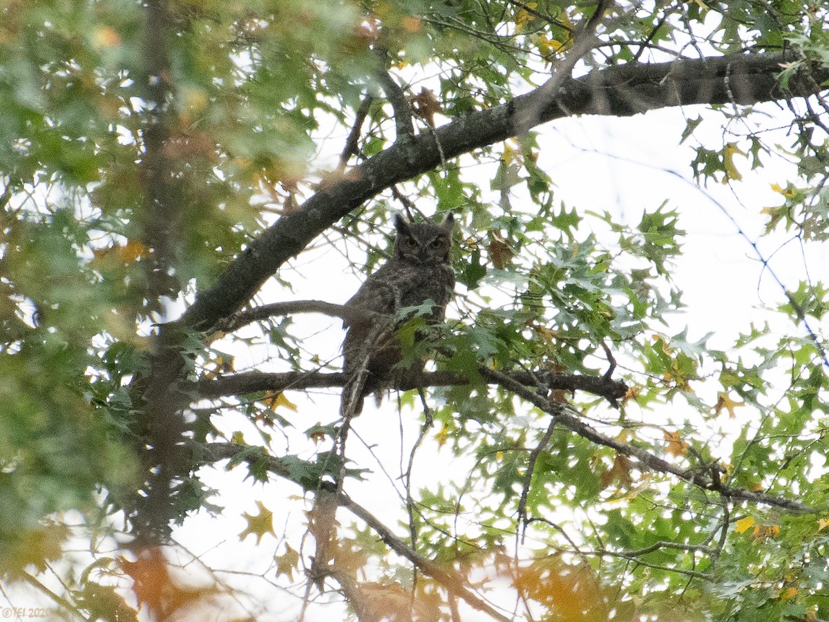 Great Horned Owl - ML270873771