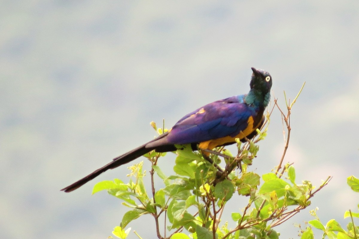 Golden-breasted Starling - ML270878181