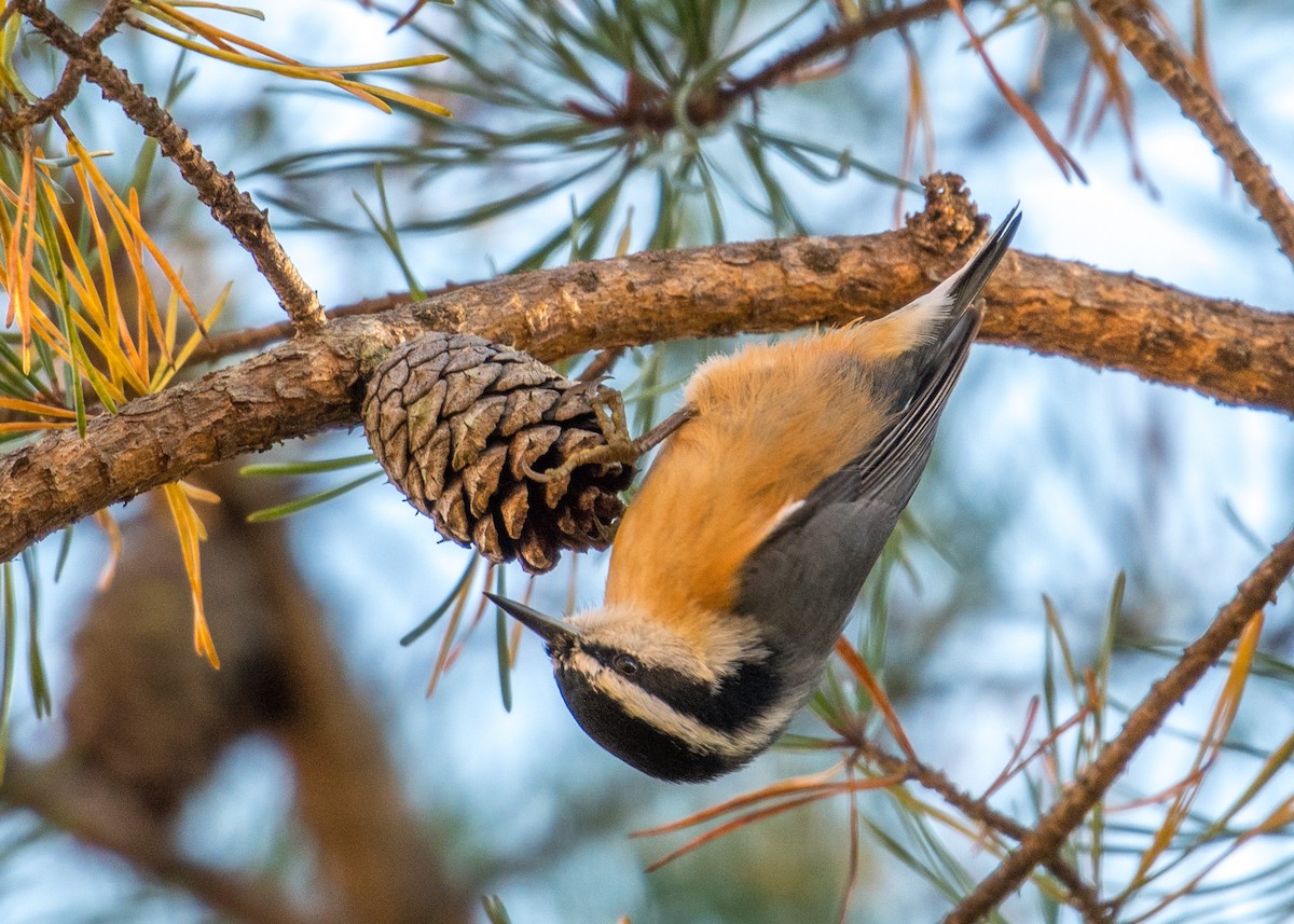 Red-breasted Nuthatch - ML270881961