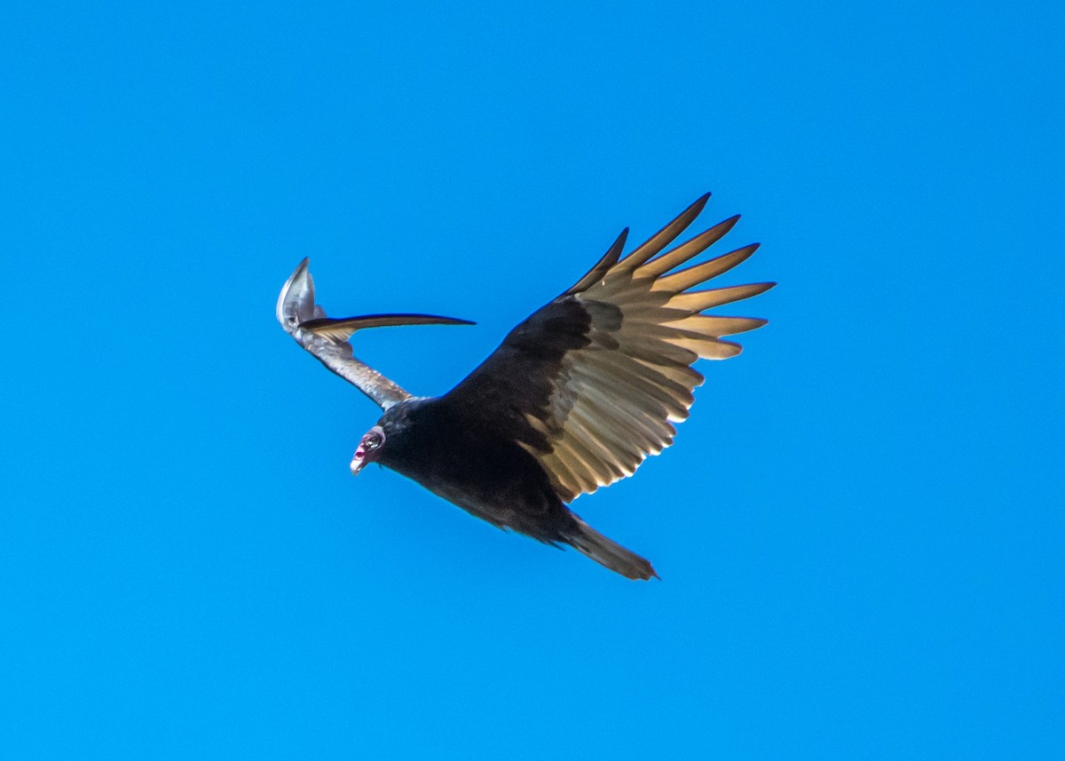 Turkey Vulture - Harrison Ponn