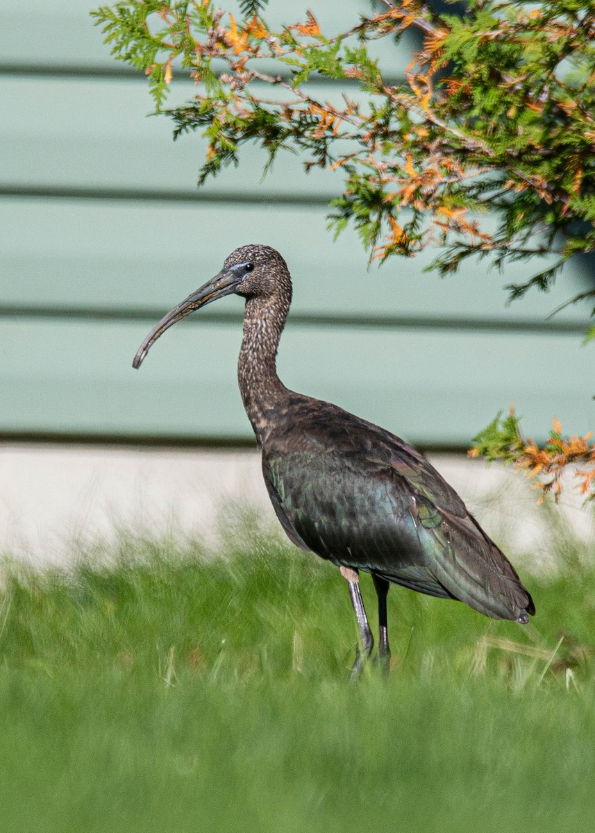 Glossy Ibis - Clyde Thornhill