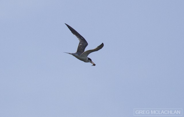 Great Crested Tern - Greg McLachlan