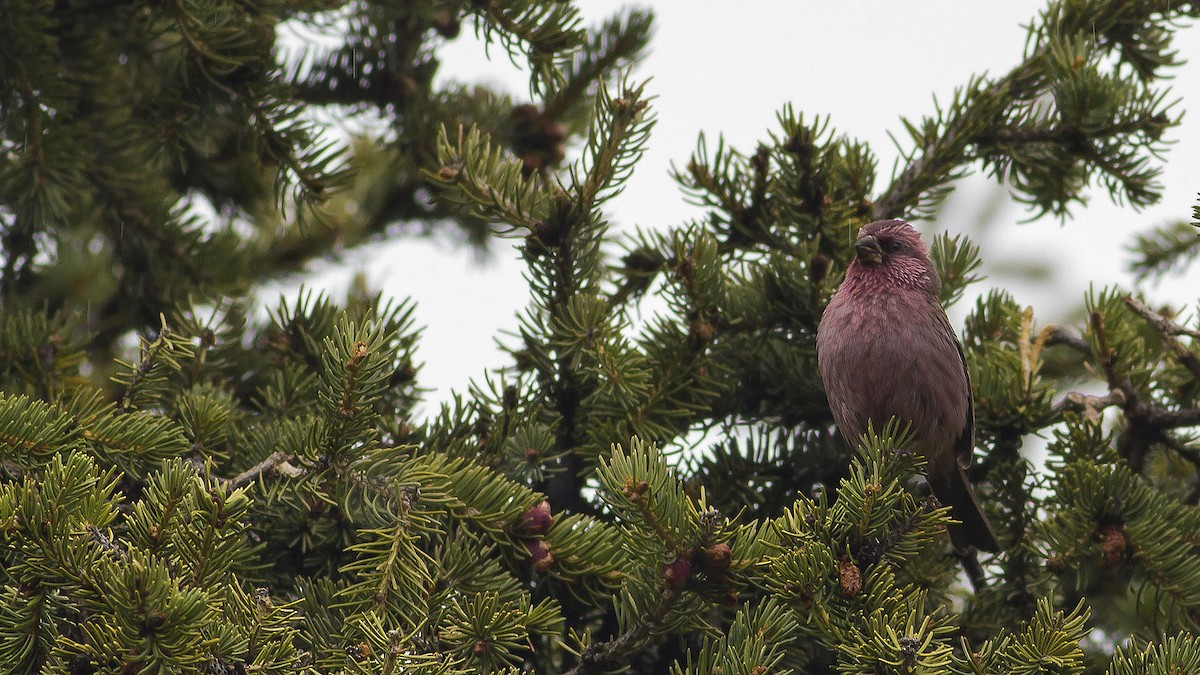 Red-mantled Rosefinch - ML270885781