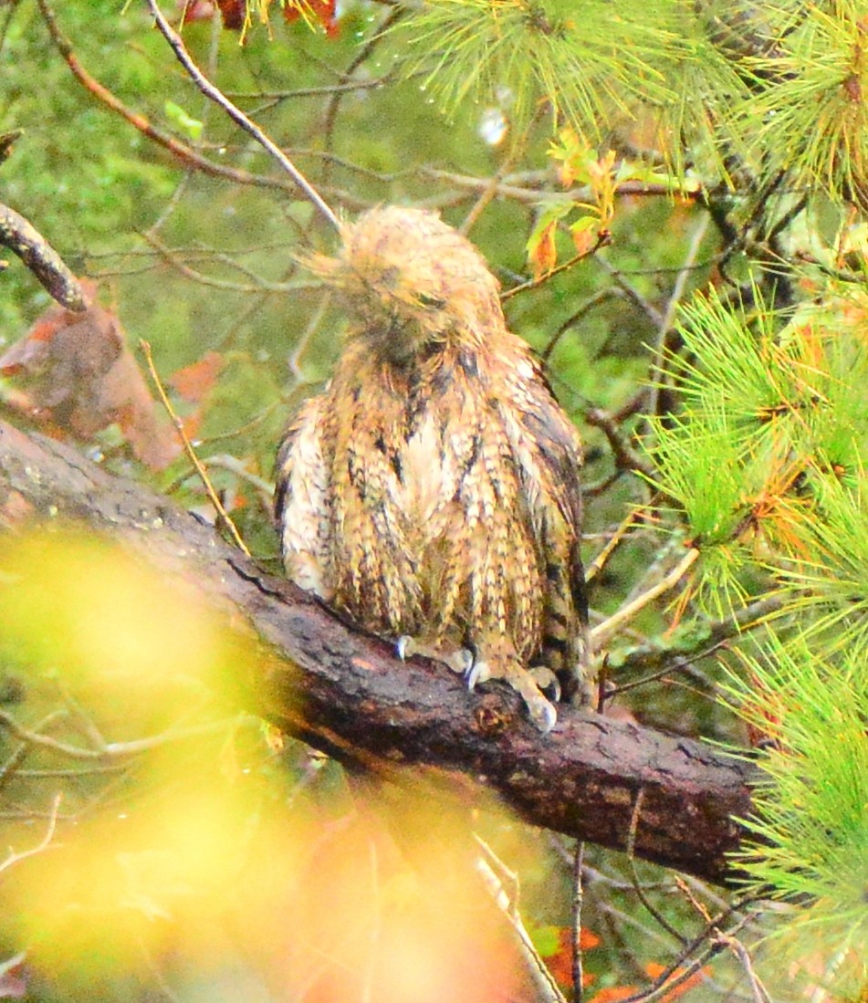 Great Horned Owl - ML270885951