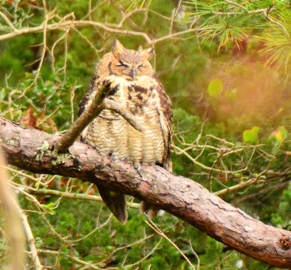 Great Horned Owl - ML270885961