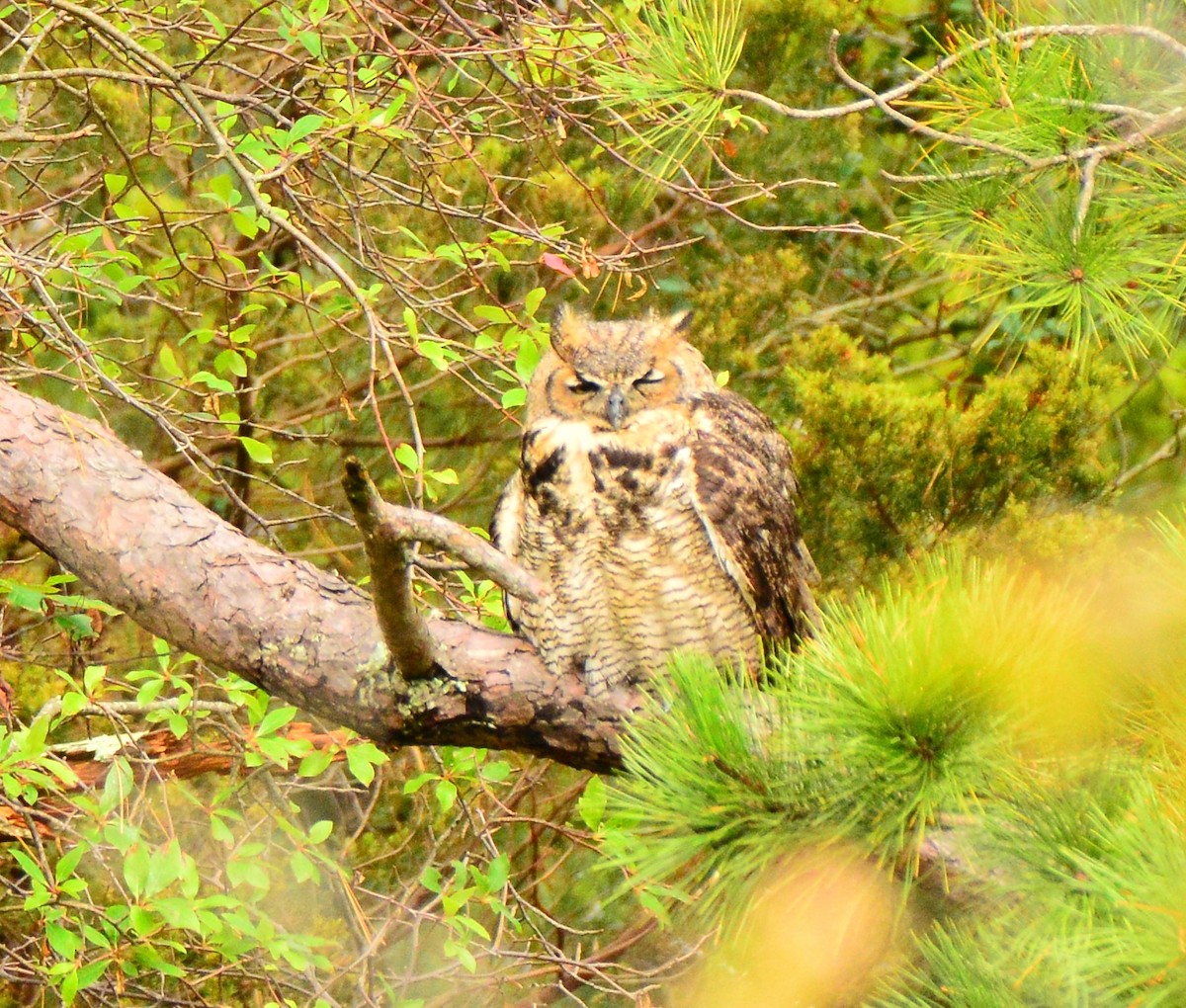 Great Horned Owl - ML270885981