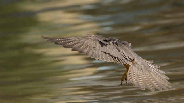 <em class="SciName notranslate">F. s. subbuteo</em>&nbsp;dorsal in-flight - Eurasian Hobby - 