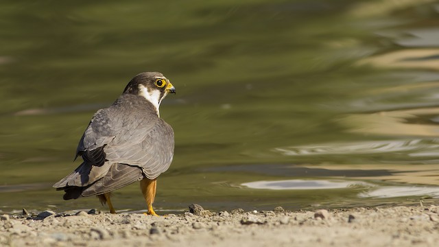 <em class="SciName notranslate">F. s. subbuteo</em>&nbsp;standing - Eurasian Hobby - 