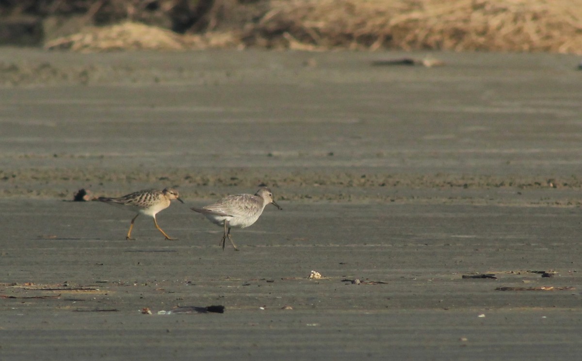 Red Knot - ML270887111