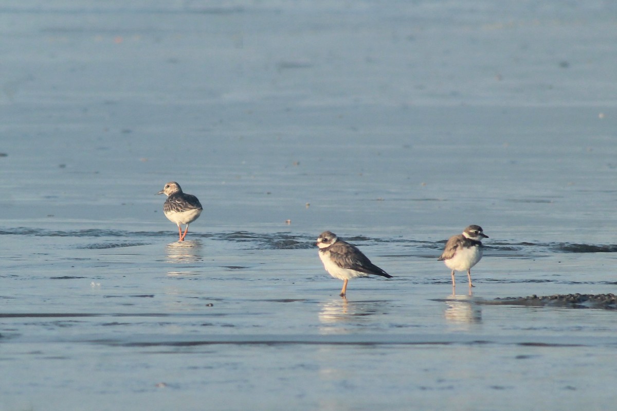 Semipalmated Plover - ML270887271