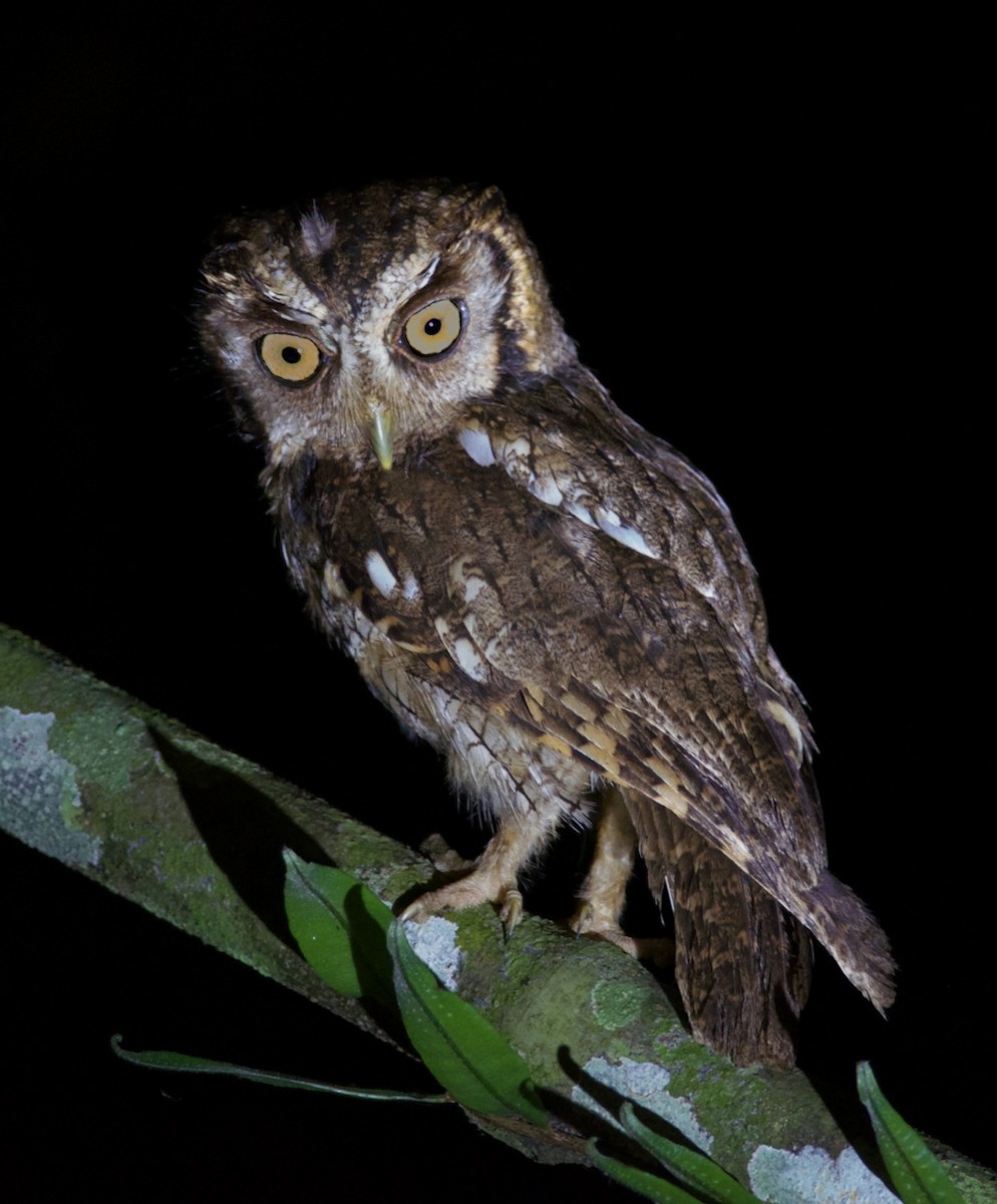 Tropical Screech-Owl - Clayton Burne