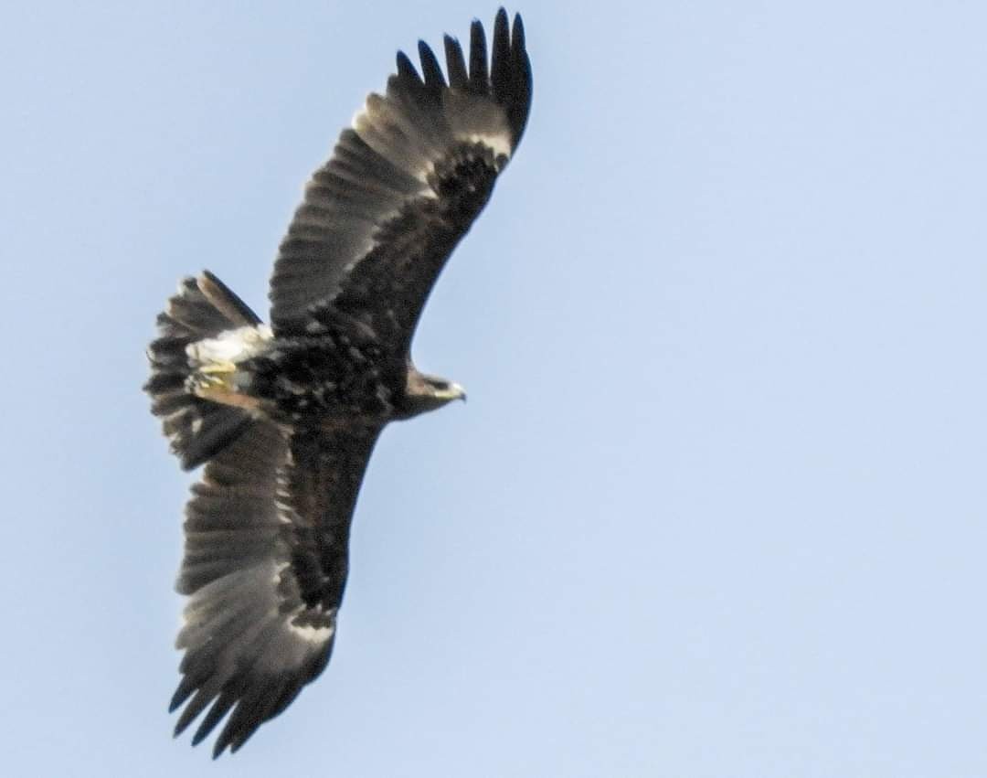 Greater Spotted Eagle - ML270887611
