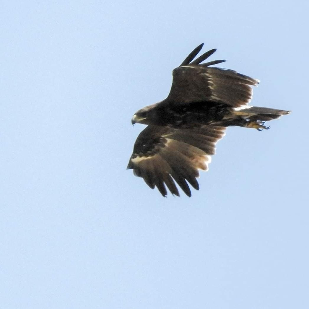 Greater Spotted Eagle - Georgina Cole