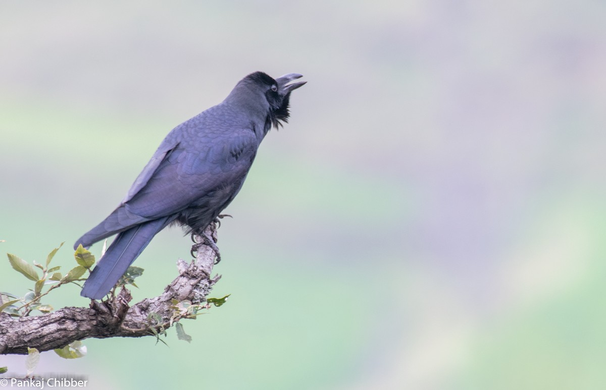 Large-billed Crow - ML270889741