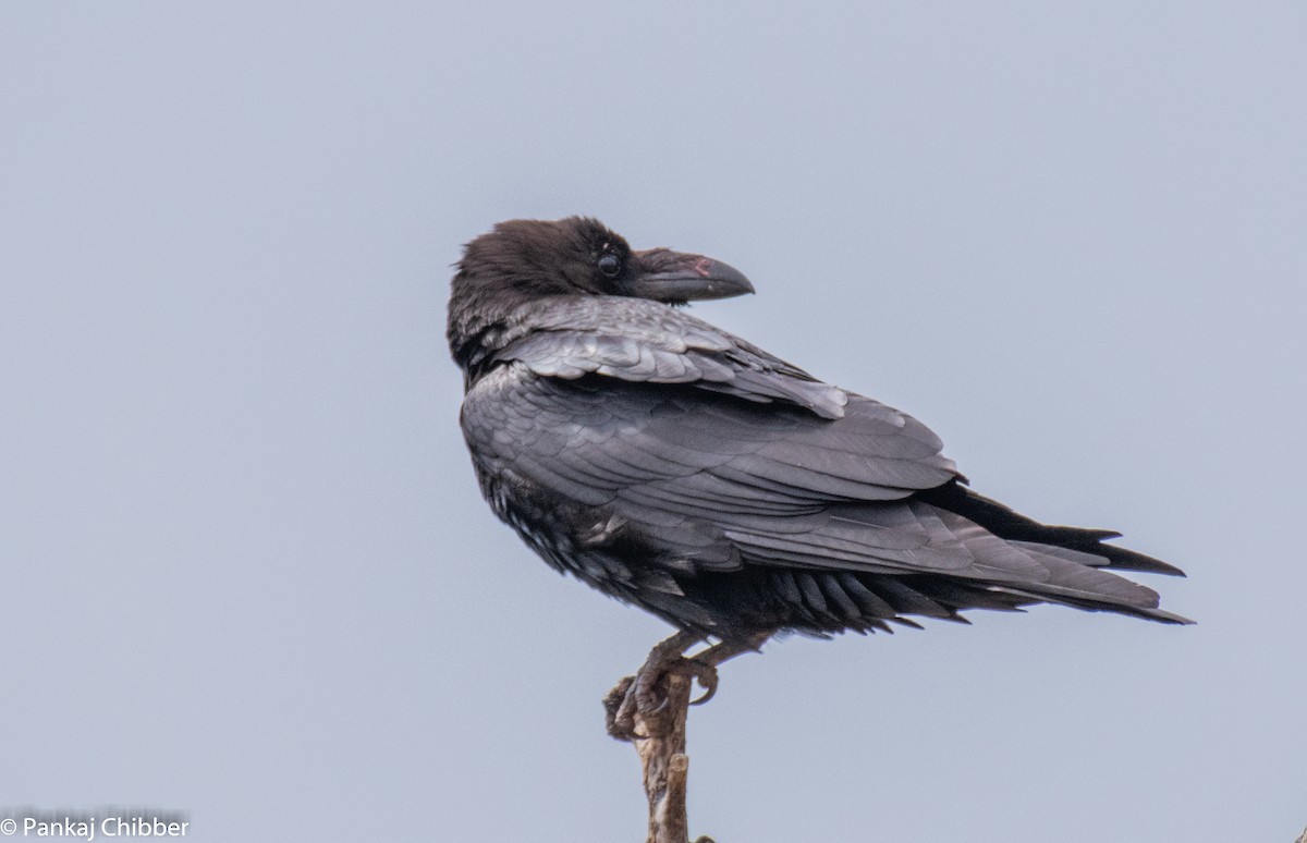 Common Raven - Dr. Pankaj Chibber