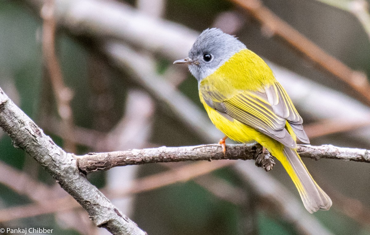 Gray-headed Canary-Flycatcher - ML270889861